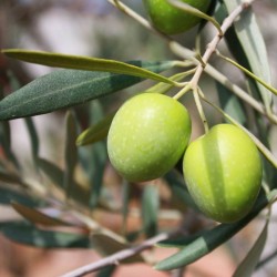 The Olive Branch Type Fragrance Oil