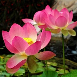 Lotus Blossom Fragrance Oil