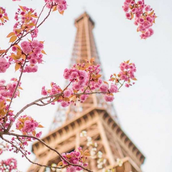 Paris Le Fleur Fragrance Oil