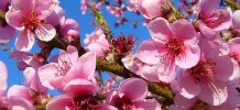 Peach Blossom Fragrance Oil