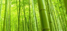 Fresh Bamboo Type Fragrance Oil