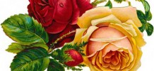 Victoria roos aroomiõli