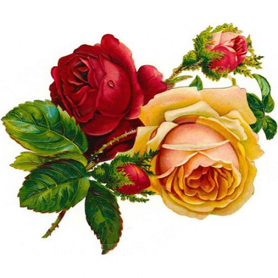 Victorian Rose Fragrance Oil